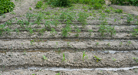 Sticker - freshly planted tomato seedlings