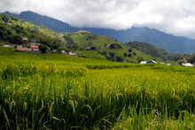 Rice Fields On Terraces, Sapa, Vietnam, Indochina