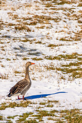 Wall Mural - Greylag goose on a snowy meadow in springtime