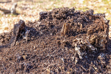 Canvas Print - Ant colony on a tree stump