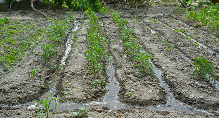 Sticker - freshly planted tomato seedlings