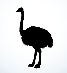 Wall Mural - Vector drawing. Ostrich in the steppe