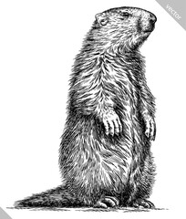 Vintage engraving isolated marmot set illustration groundhog ink sketch. Woodchuck background silhouette art. Black and white hand drawn vector image