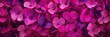 Vibrant Magenta Cyclamen Palette St Valentines Day Concept Background