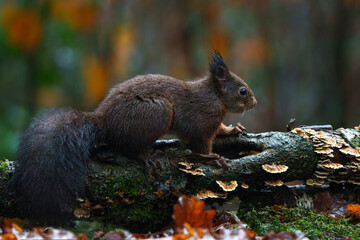 Wall Mural - Eurasian red squirrel (Sciurus vulgaris) searching for food in the winter in the forest in the South of the Netherlands.