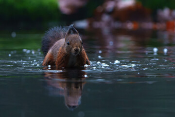 Wall Mural - Eurasian red squirrel (Sciurus vulgaris) searching for food in the winter in the forest in the South of the Netherlands.