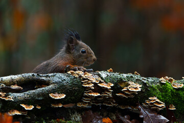 Wall Mural - Eurasian red squirrel (Sciurus vulgaris) searching for food in the winter in the forest in the South of the Netherlands.