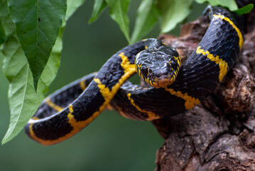 Wall Mural - Close up of a cat snake on a tree