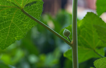 Wall Mural - There is a seed in the stem of the flower