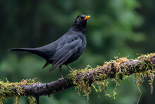 Male Blackbird (Turdus Merula)                               On A Branch. Autumn Day In A Deep Forest In The Netherlands.                                 
