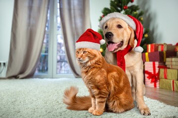 Canvas Print - Adorable dog and cute cat wearing a Santa Christmas hat.