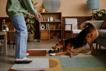 Side View Portrait Of Happy Dog Holding Toy Ball And Playing With Owner In Cozy Home, Copy Space