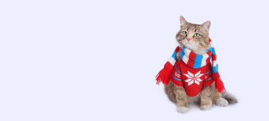 Wall Mural - Beautiful seriose Cat in a knitted red scarf and a knitted red sweater. Lovely Cat dressed in a knitted outfit. Pet care. Clothing for animal. Studio shot of Сat in festive outfit. Web banner