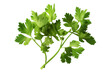 Fresh Coriander: Green Cilantro Leaves Isolated on White Background - Culinary Herbs, Fresh Produce, Organic Flavoring