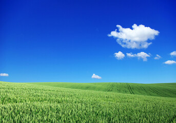 Poster - field on a background of the blue sky