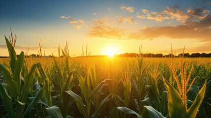 Sticker - Cornfield during sunset, with the sunlight casting a golden glow over the crops and a beautiful sky in the background.