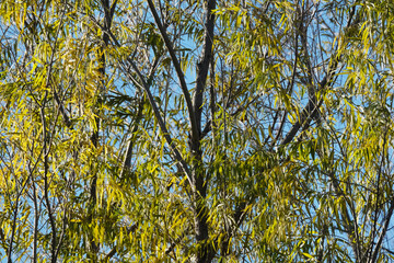 Sticker - Willow trees in Texas during autumn season in nature outdoors.