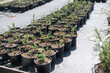 © leksann - growing houseplants for sale. Rows of a variety of deciduous trees under the sky.   large tree farm. Gardening business, flower shop.