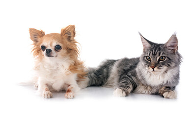 Wall Mural - maine coon kitten and chihuahua