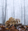 Pilze Waldboden bei Nebel Regen Dunst im Dezember