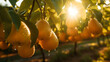 Chinese pear farm in harvest season with sunshine and vanilla sky. Created using generative AI.