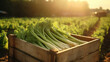Fresh harvested celery in the wood box in the plantation under the sun light background. Created using generative AI.