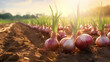 Leinwandbild Motiv Full bloom onion organic farm in the morning with sun rise. Created using generative AI.