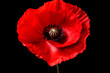 Vibrant red poppy with fine detail against a black background, highlighting its natural beauty.