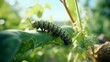 Metamorphosis of a Caterpillar into a Chrysalis