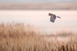 Northern Harrier falcon in flight
