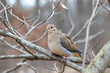 © James - Mourning dove perched on a branch