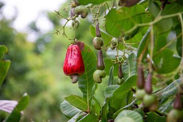 Canvas Print - Cashew, cashew, or cashew (Anacardium occidentale) is a type of plant from the Anacardiaceae family