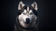 Siberian Husky with Blue Eyes and Fluffy Fur Portrait on Dark Background
