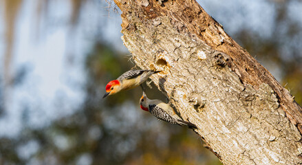 Wall Mural - red bellied woodpeckers - melanerpes carolinus - male and female perched on dead tree snag by its ne