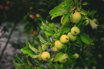 Ripe green apples ready for harvest