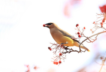 Wall Mural - cedar waxwing with a red berry in mouth