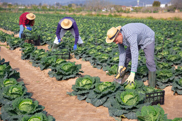 Canvas Print - Portrait of experienced agricultural worker working on farm plantation on sunny spring day during seasonal harvest of savoy cabbage