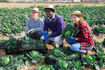 Wall Mural - Portrait of confident successful farmers engaged in organic savoy cabbage growing showing rich harvest on farm field in springtime..