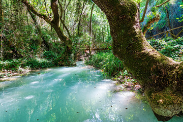 Wall Mural - Small river in the evergreen forest. Crystal clear water, rocks, moss, plants. Pure nature, environment, ecology