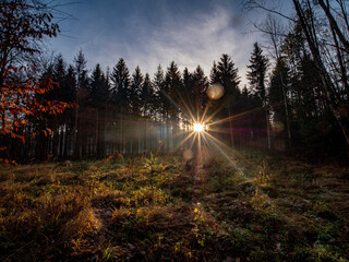 Sticker - Sonnenstrahlen im Wald