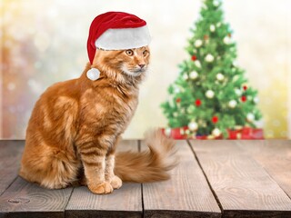 Sticker - Cute domestic cat wear Christmas hat