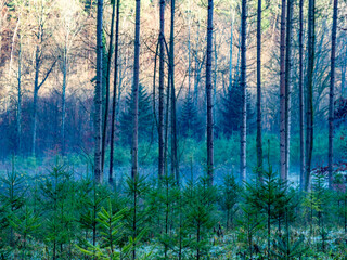 Canvas Print - Wiederaufforstung im Mischwald zur Winterzeit
