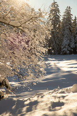 Wall Mural - winter mountain landscape in the Alps with snow covered fir trees