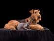 Beautiful sphynx cat and Airedale Terrier dog