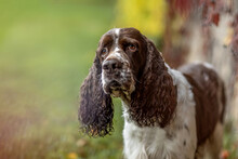 Portrait Of A Beautiful Adult Purebred English Springer Cocker Dog In Autumn Outdoors