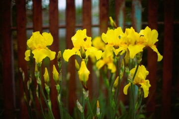 Wall Mural - Lush yellow iris flowers growing in a spring garden. Brown picket fence on blurred background