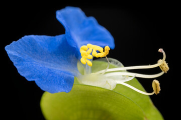 Poster - Commelina communis flower in the wild state