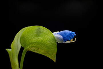 Poster - Commelina communis flower in the wild state