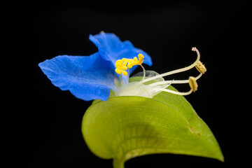 Wall Mural - Commelina communis flower in the wild state