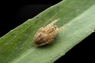 Poster - spider in the wild state